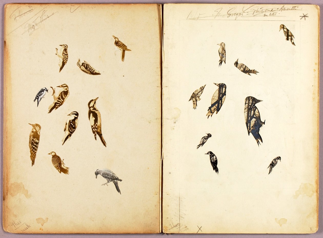 Specht, Studienmappe für das Buch Concealing Coloration in the Animal Kingdom von Abbott Handerson Thayer