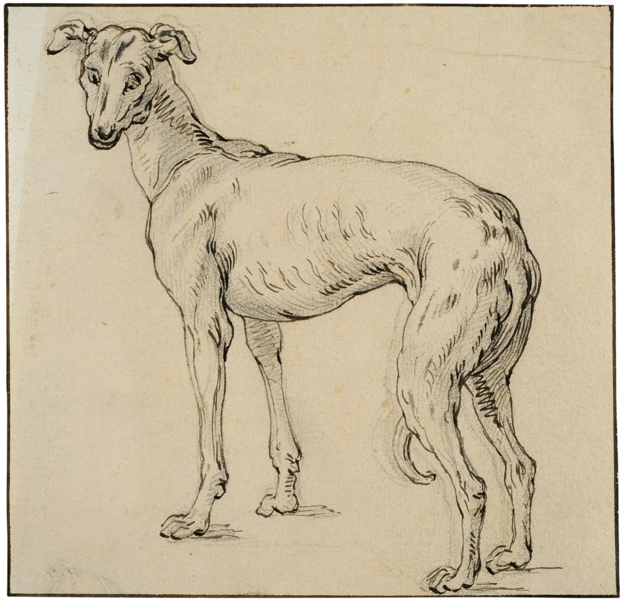 Windhund von Abraham Bloemaert