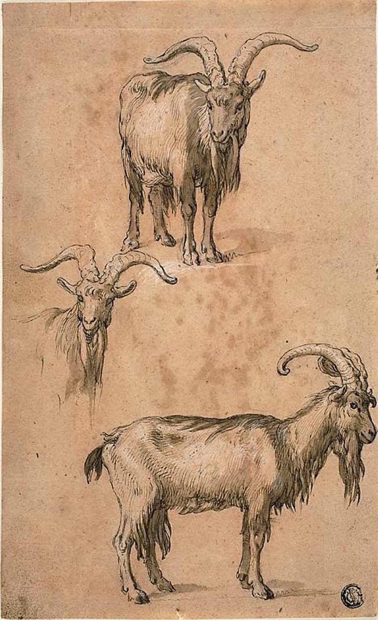 Drei Skizzen einer Ziege (recto) Draperie einer stehenden weiblichen Figur (verso) von Abraham Bloemaert