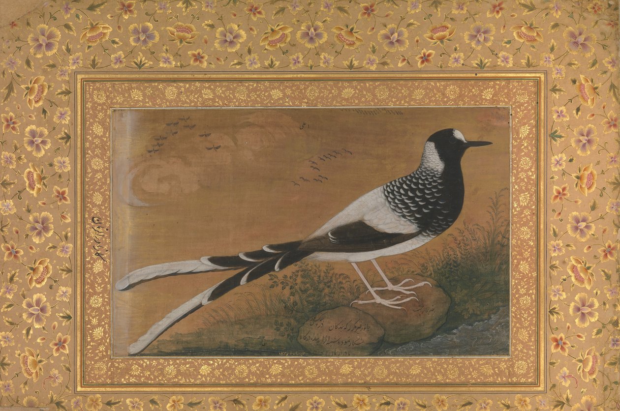 Gefleckter Forktail, Folio aus dem Shah Jahan Album, recto: ca. 1610-15, verso ca. 1540 von Abu al Hasan