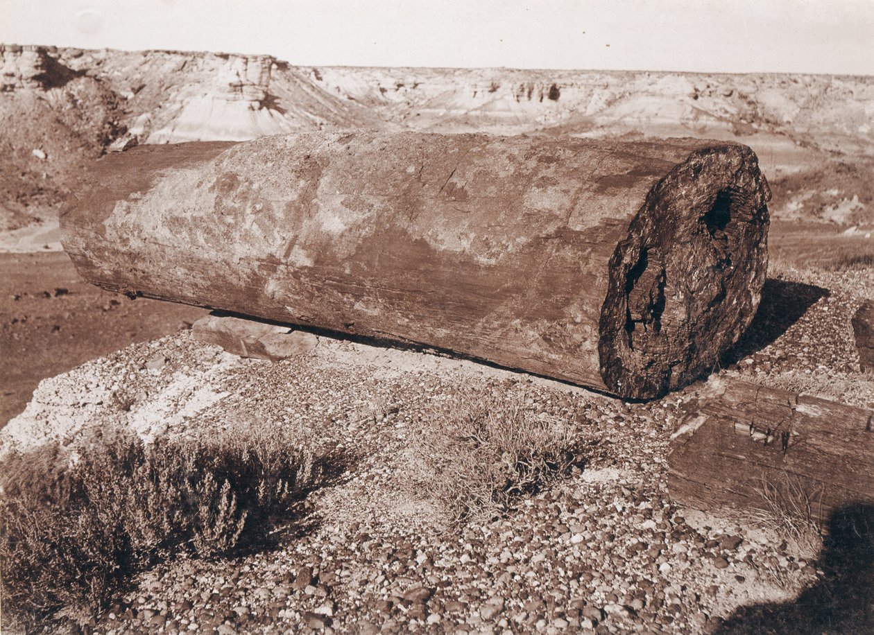 Die große Holzkanone im versteinerten Wald von Adam Clark Vroman