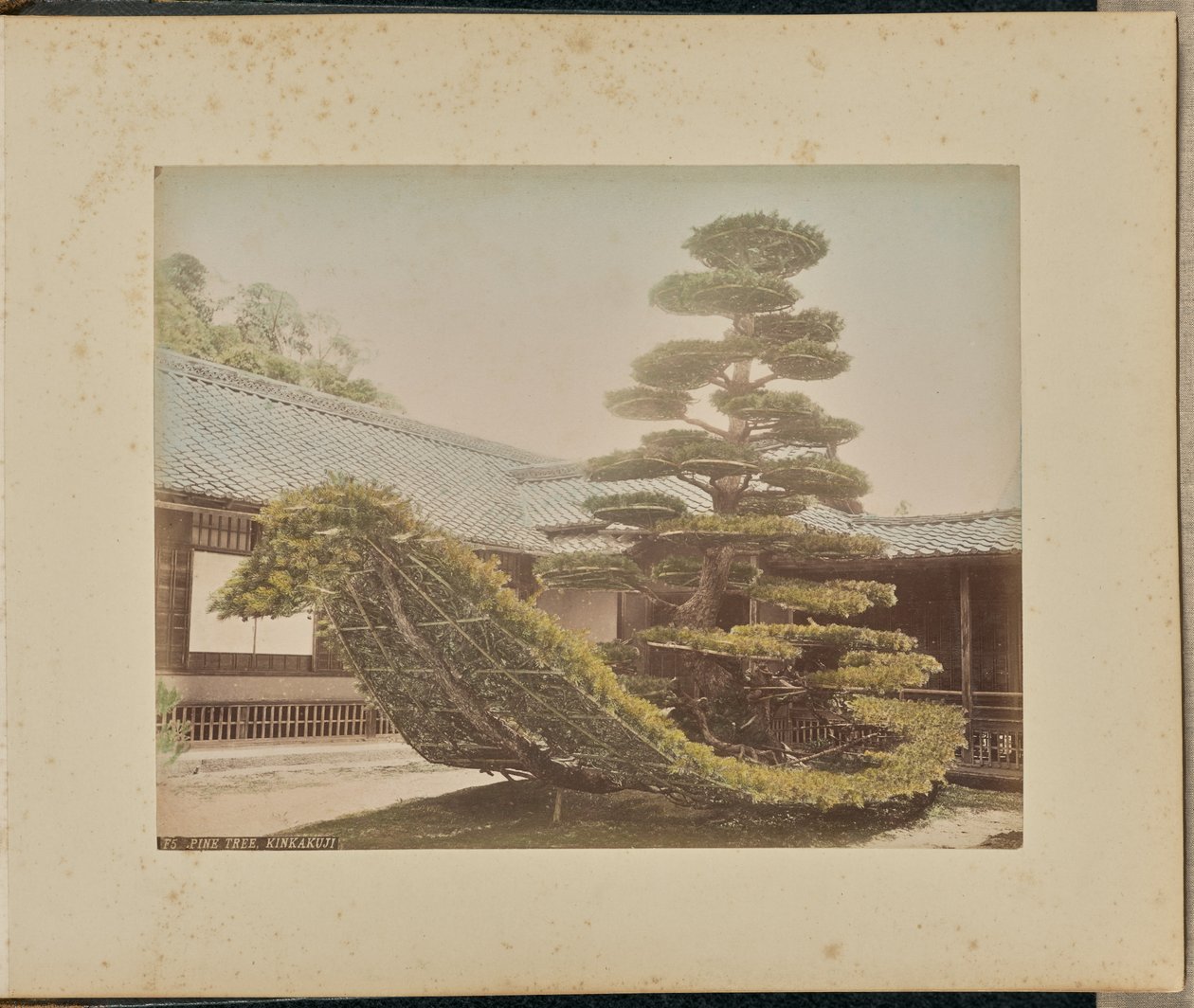Kiefer, Kinkakuji von Adolfo Farsari