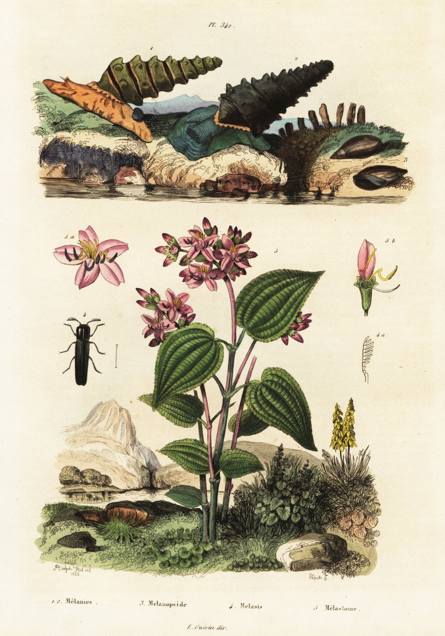 Trompetenschnecken, Soldatenkäfer und Clidemia, 1834-1839 (Gravur) von Adolph (after) Fries