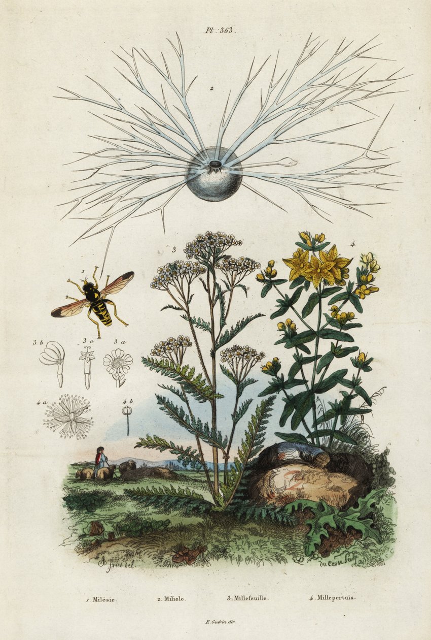 Schafgarbe, Johanniskraut, Foraminiferen und Schwebfliege, 1834-1839 (Gravur) von Adolph (after) Fries