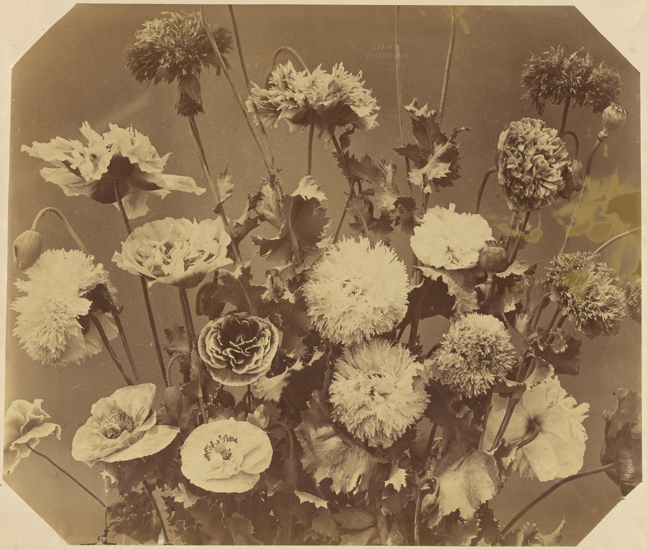 [Blumen] von Adolphe Braun