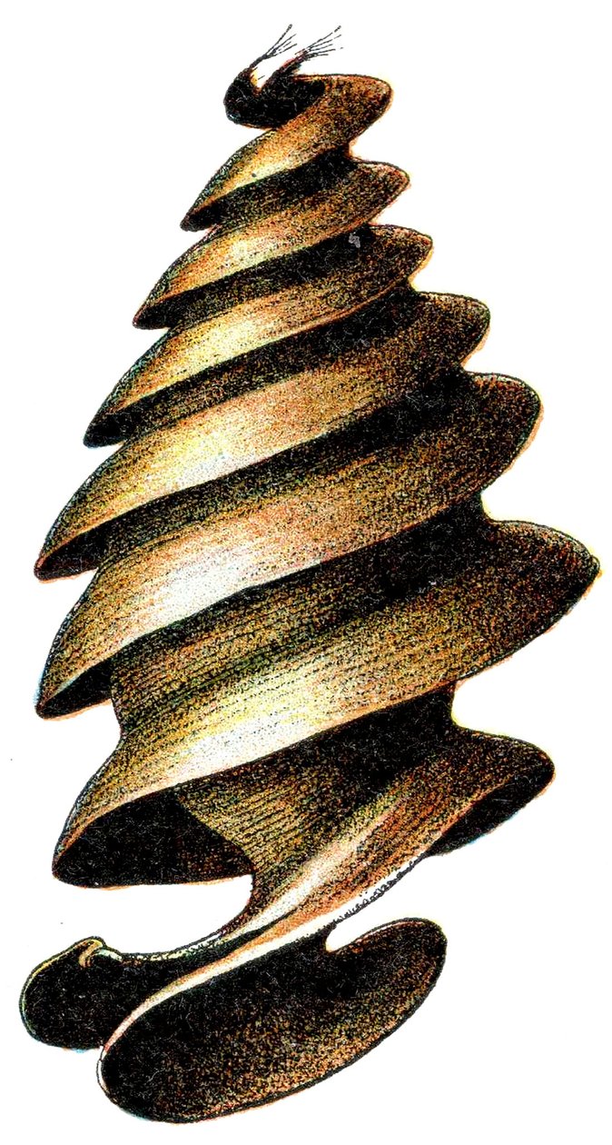 Eikapsel eines Hornhais (Heterodontus francisci), 1923 von Adolphe Philippe Millot