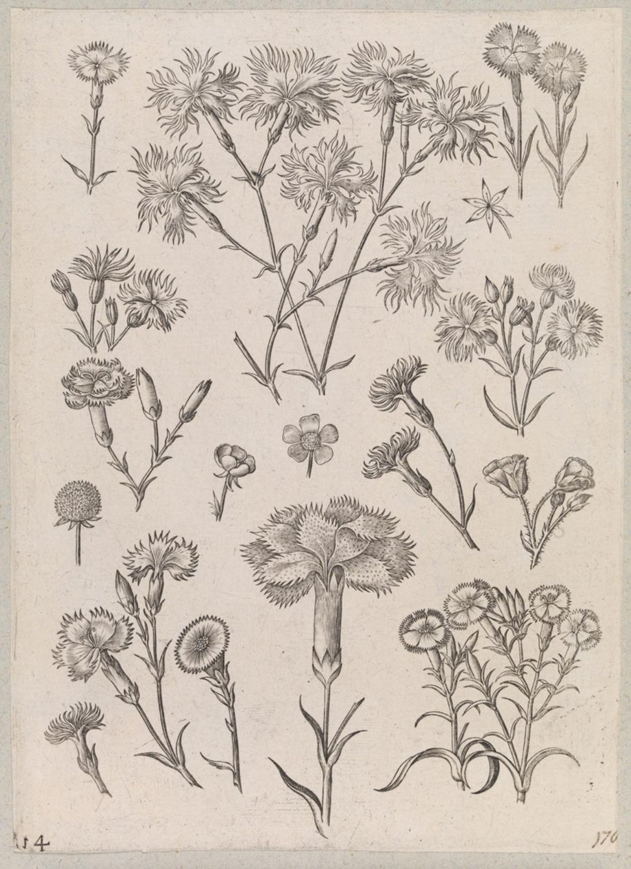 Nelke von Adriaen Collaert