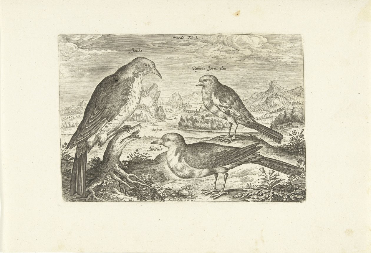 Drei Vögel in einer Landschaft von Adriaen Collaert