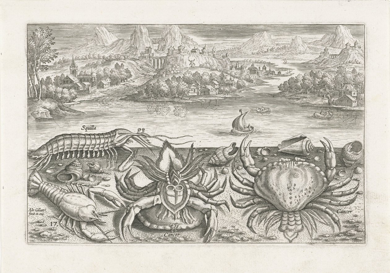 Einige Schalentiere am Strand von Adriaen Collaert
