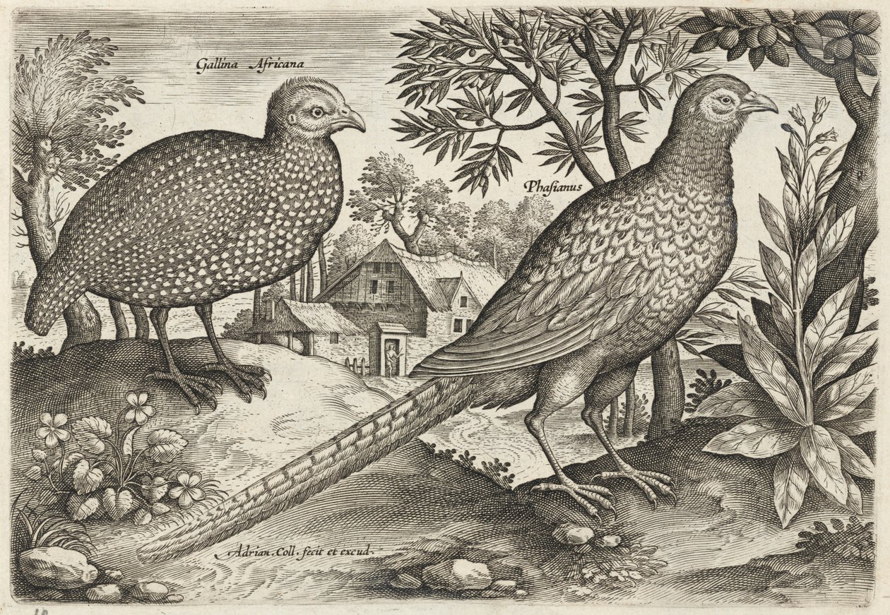 Perlhuhn und Fasan von Adriaen Collaert