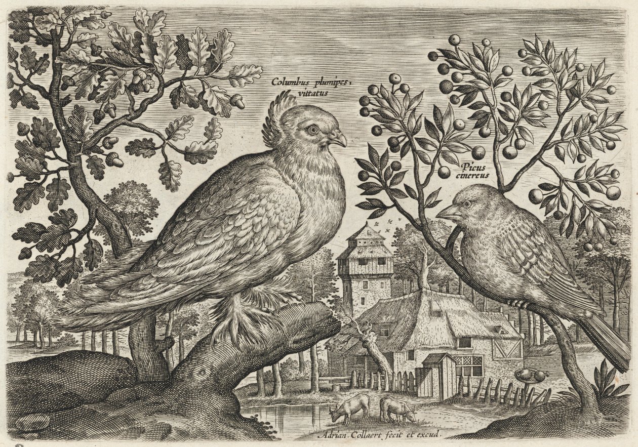 Taube und Fink von Adriaen Collaert
