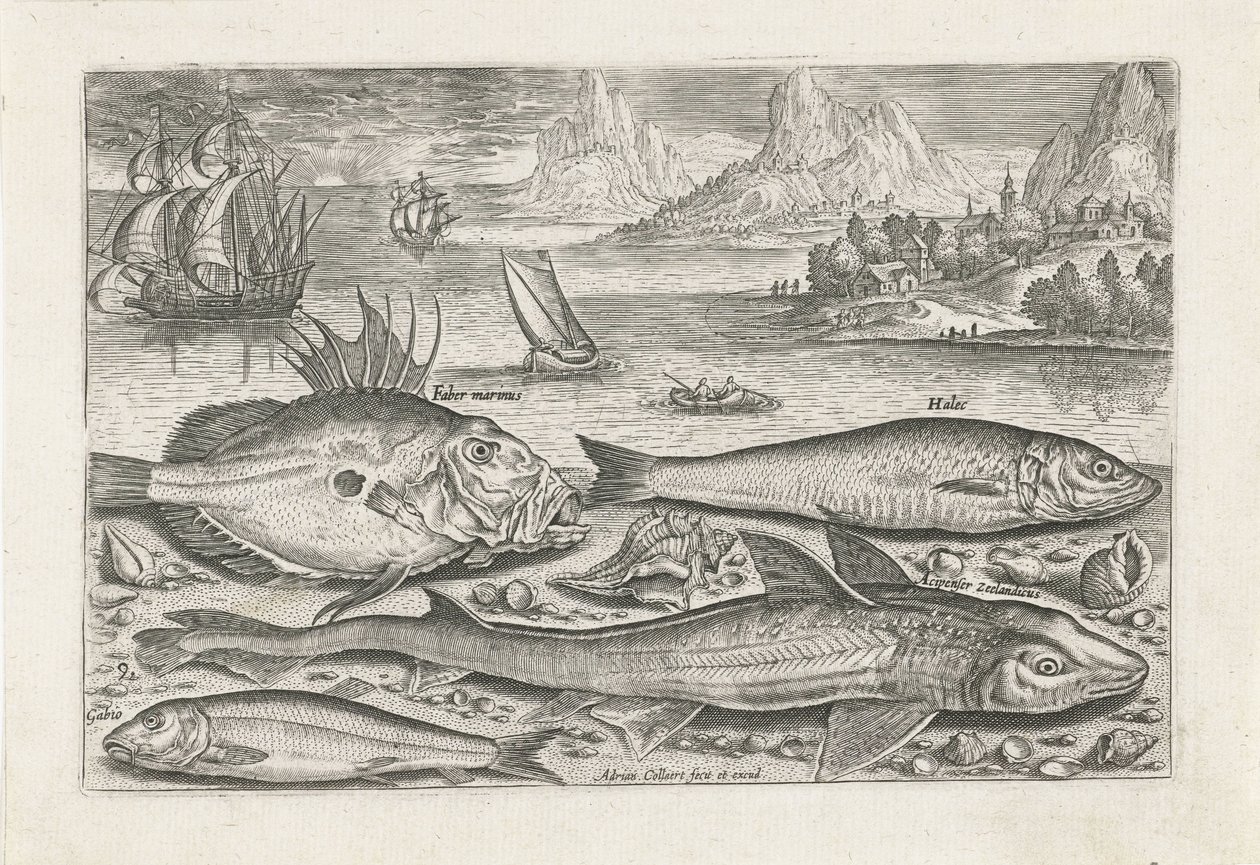 Vier Fische am Strand Fische (Serientitel) Piscivm vivae icones (Serientitel) von Adriaen Collaert
