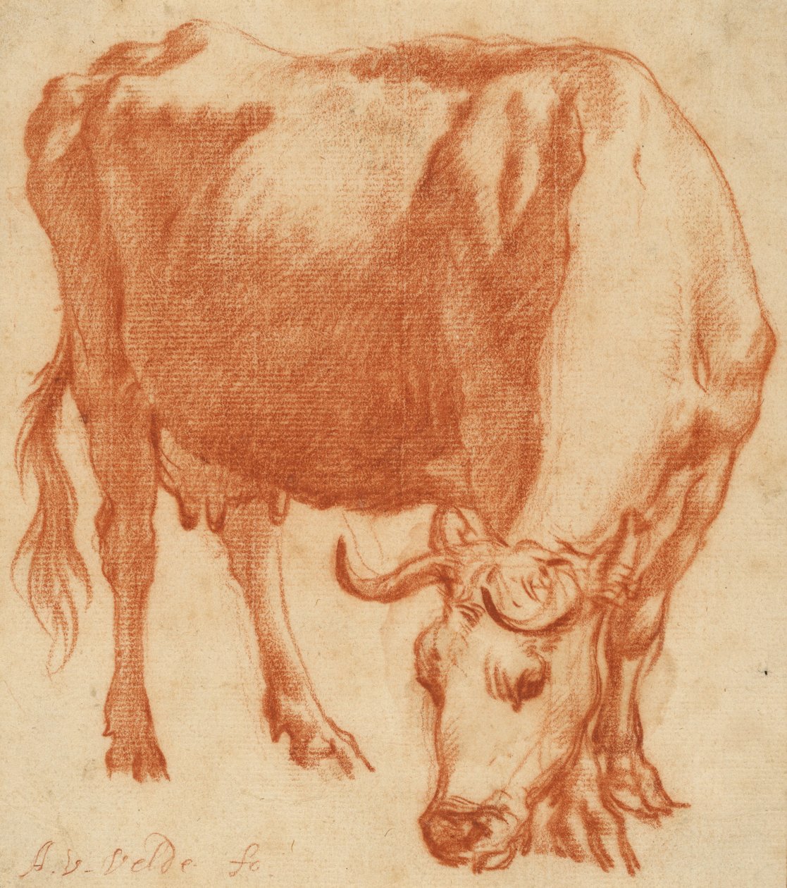 Eine Kuh beim Grasen von Adriaen van de Velde