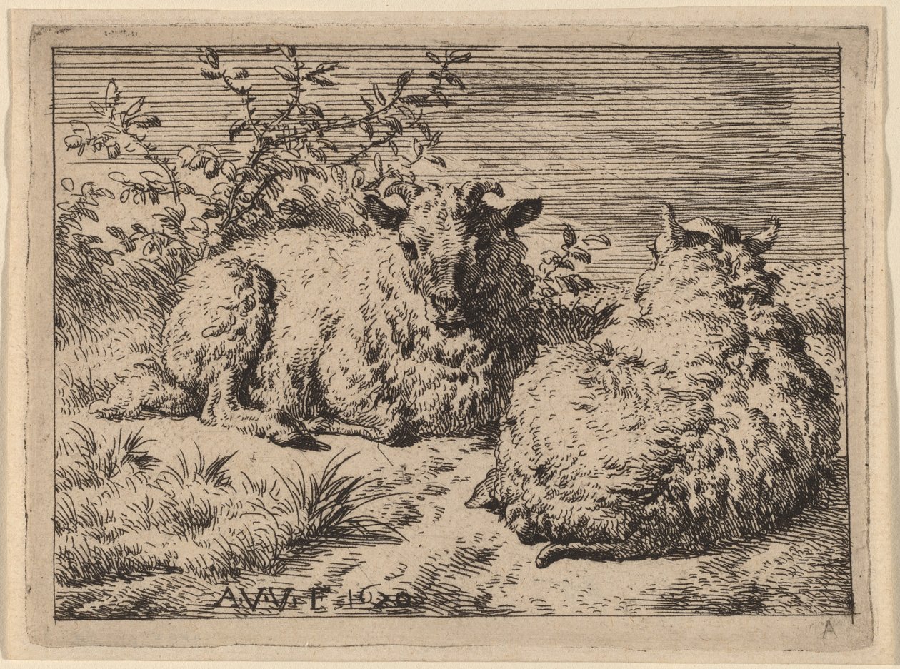 Zwei liegende Schafe von Adriaen van de Velde