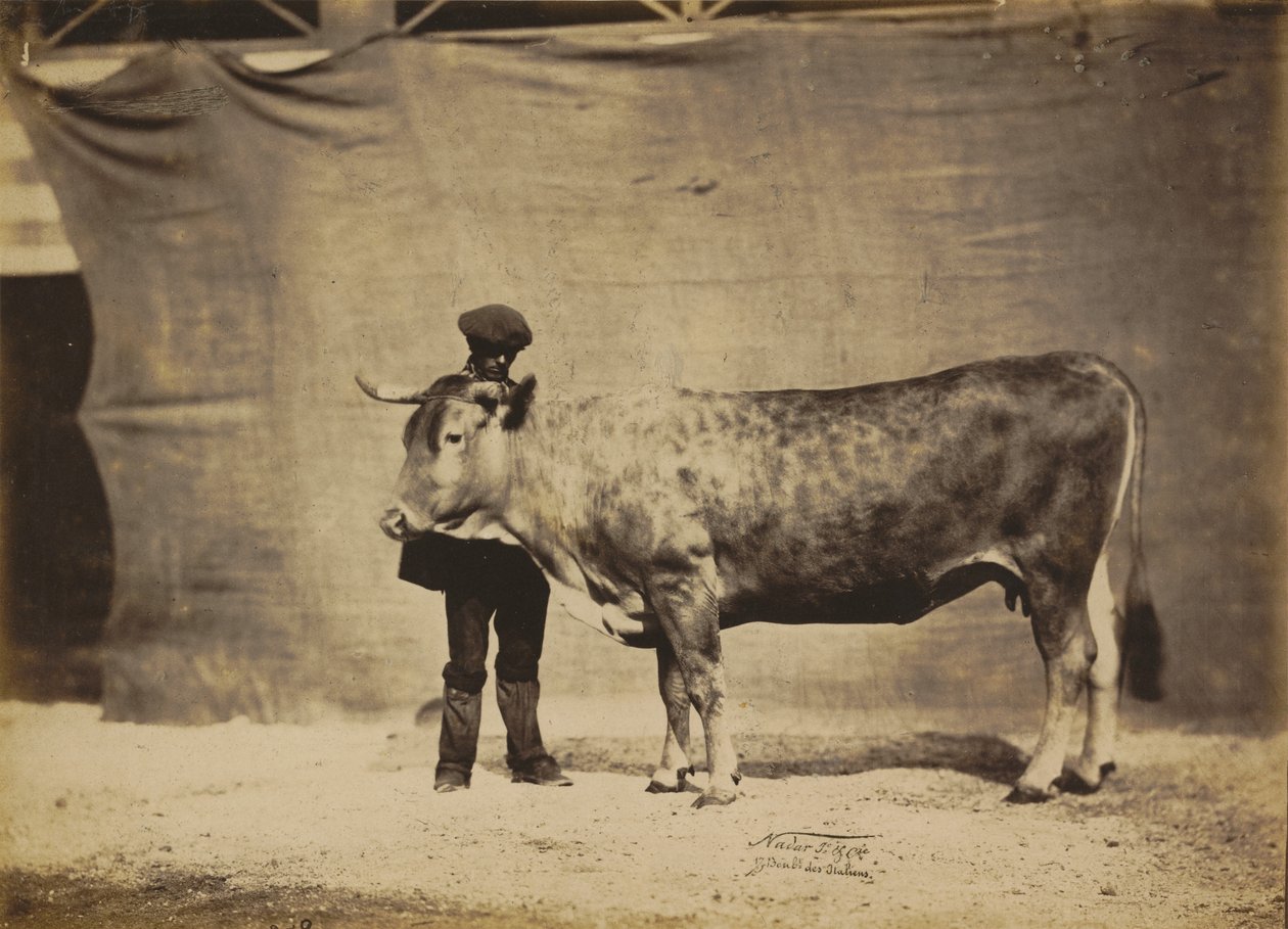 Vache Garonnaise, 5 bis 6 Jahre alt, 1856 von Adrien Alban Tournachon