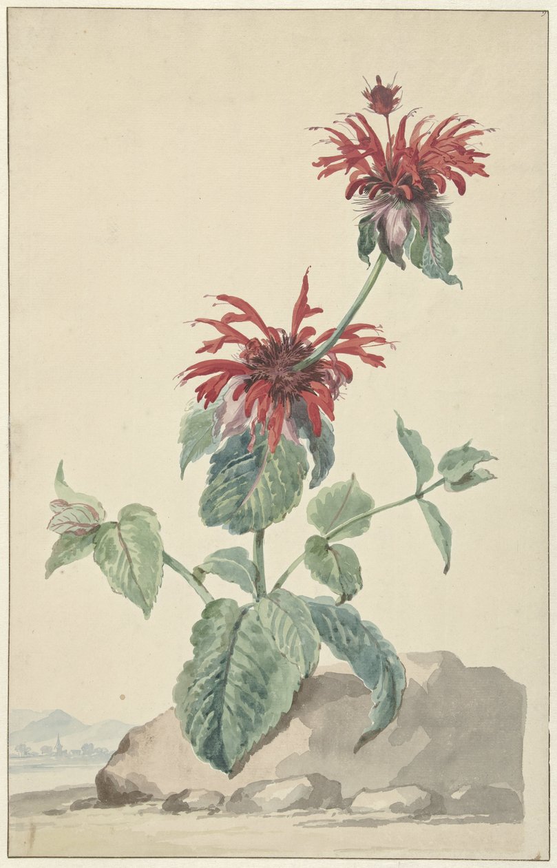Eine rote Bergamotte in einer Landschaft von Aert Schouman (circle of)