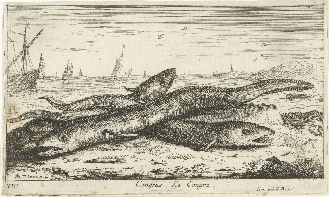 Drei Seeaale am Strand von Albert Flamen