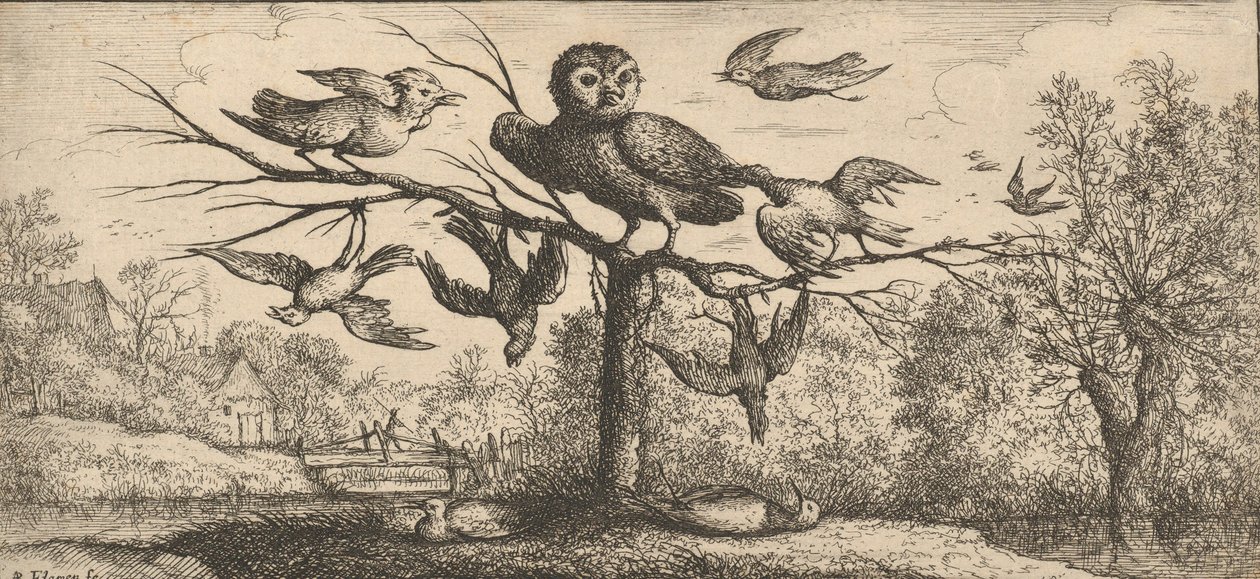 Monedula, Chouette Die Eule: Livre d