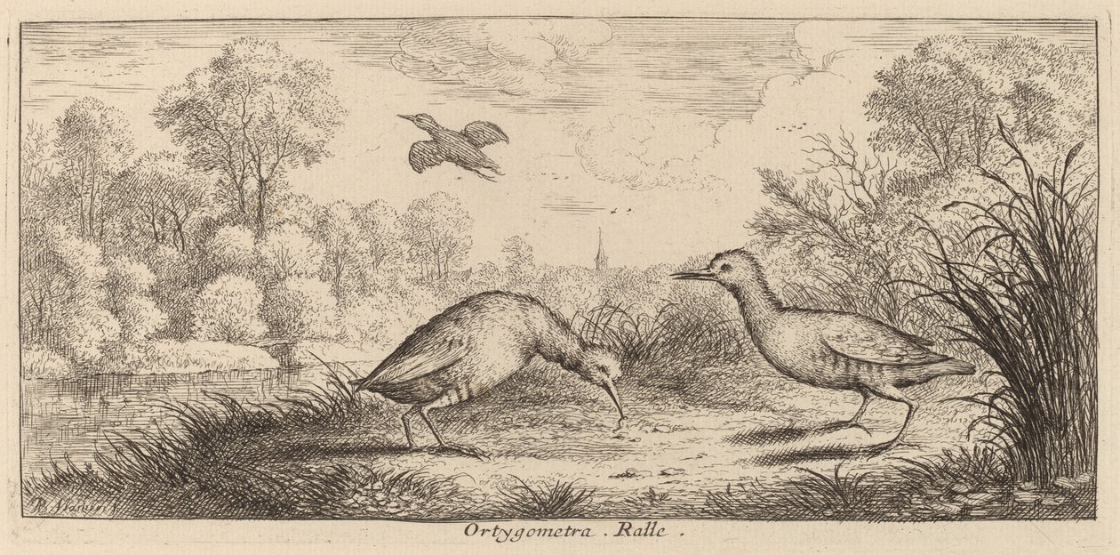 Ortygometra, Die Schiene von Albert Flamen
