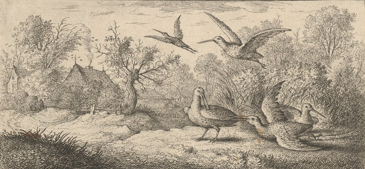 Rusticula, Beccasse Die Waldschnepfe: Livre d