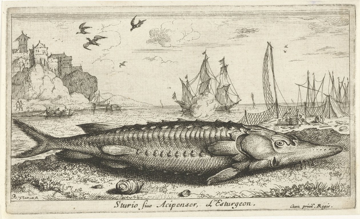 Stör am Strand von Albert Flamen