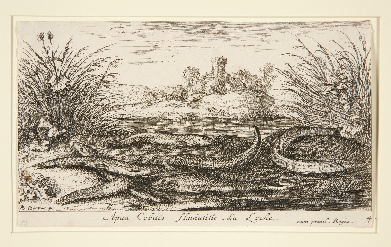 Der Elritze, aus dem zweiten Teil der Serie Süßwasserfische von Albert Flamen