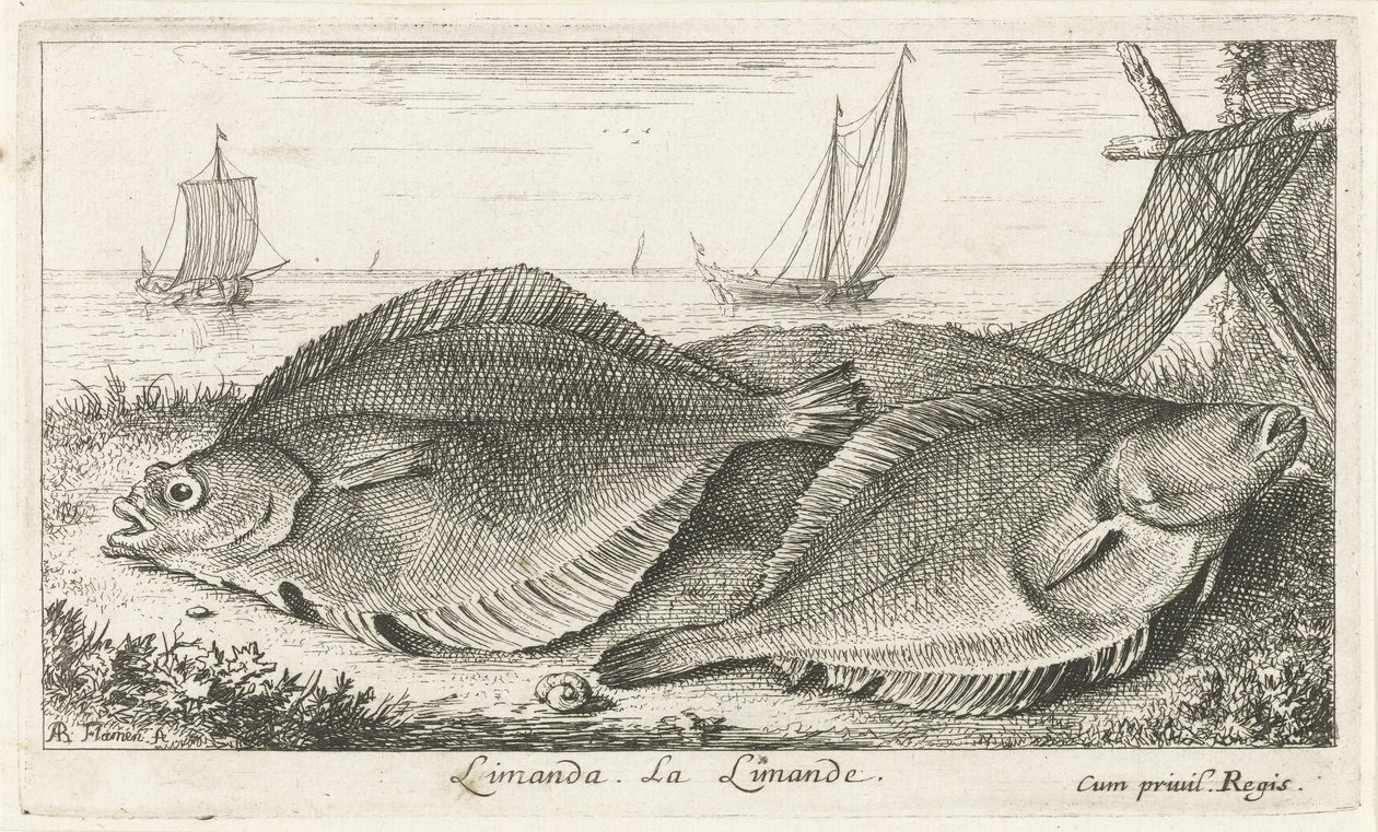 Zwei Schollen am Strand von Albert Flamen