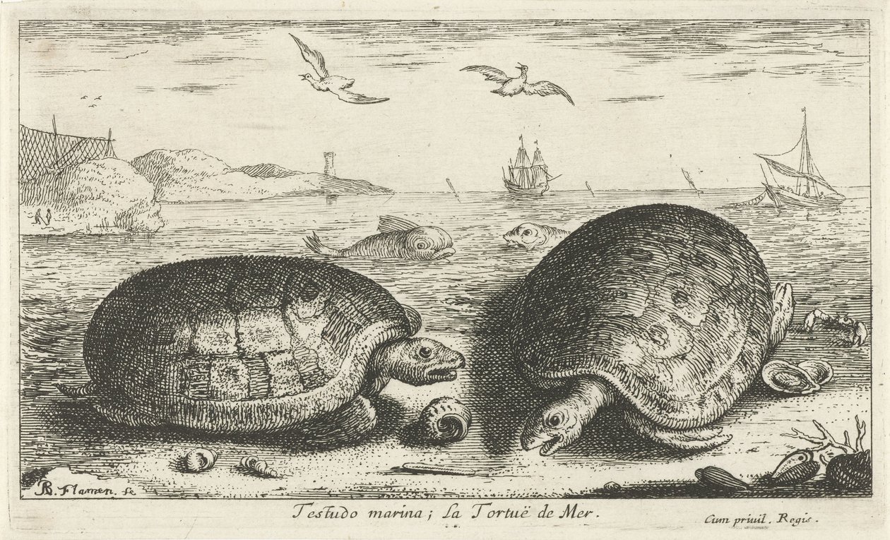 Zwei Schildkröten am Strand von Albert Flamen