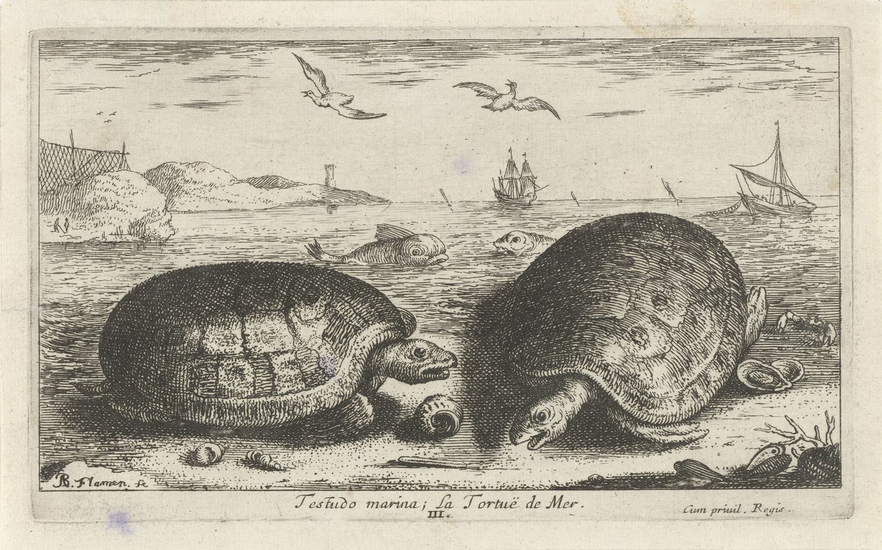 Zwei Schildkröten am Strand von Albert Flamen