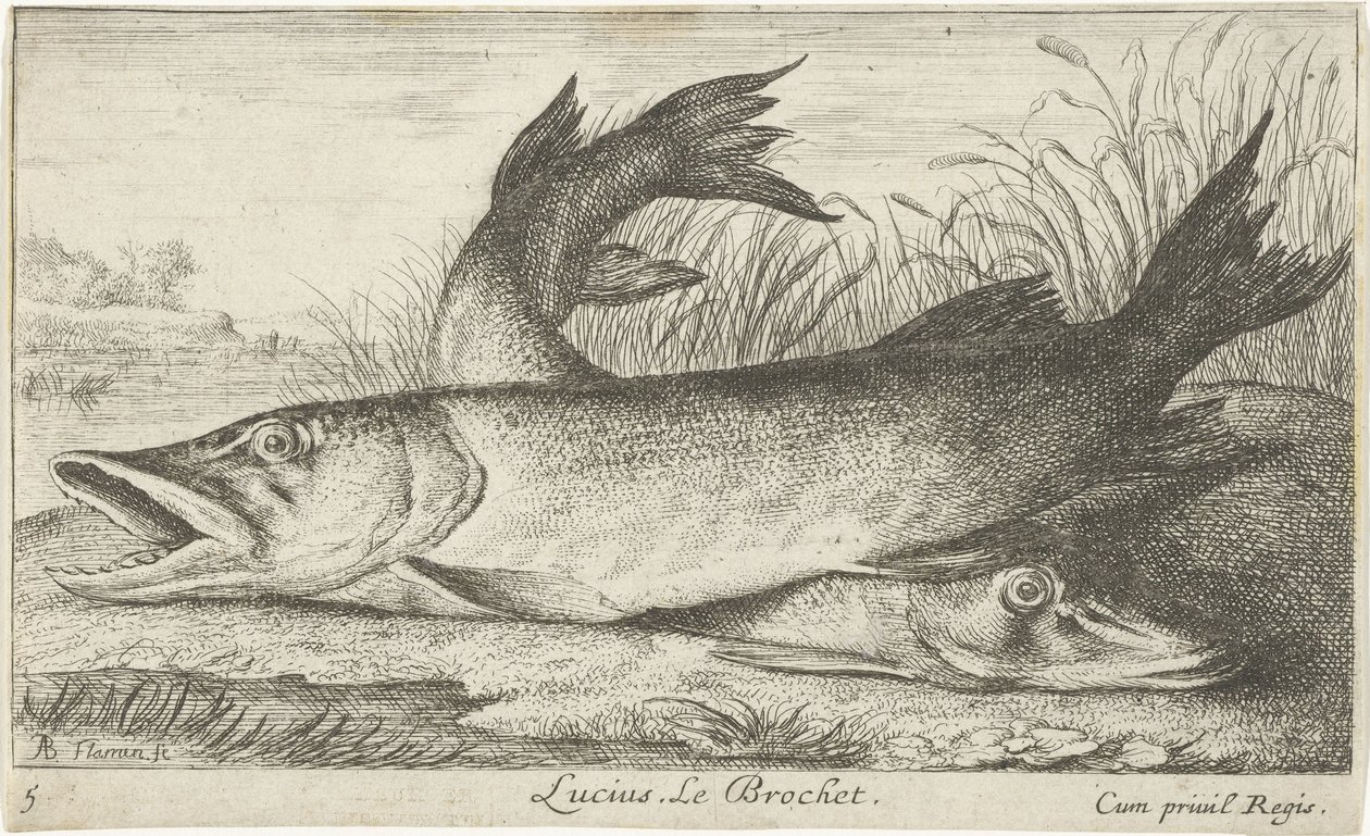 Zwei Hechte am Flussufer von Albert Flamen