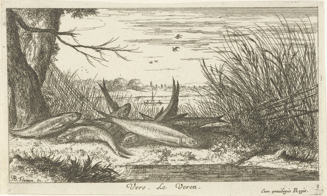 Rotaugen auf einem Flussufer von Albert Flamen