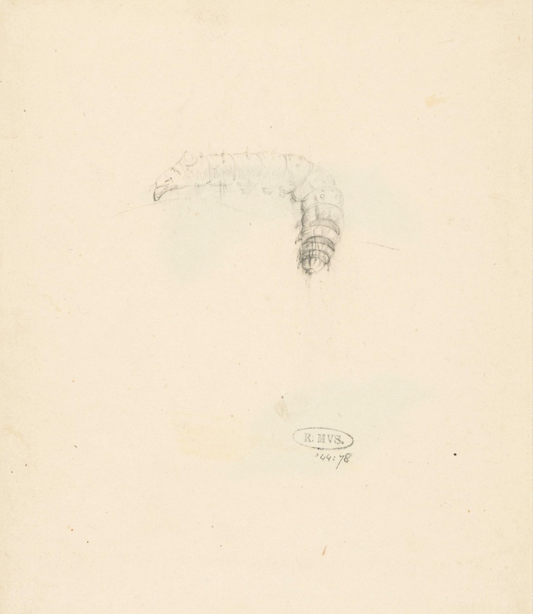 Studienblatt mit Raupe, Lasiocampa Quireifolia von Albertus Steenbergen