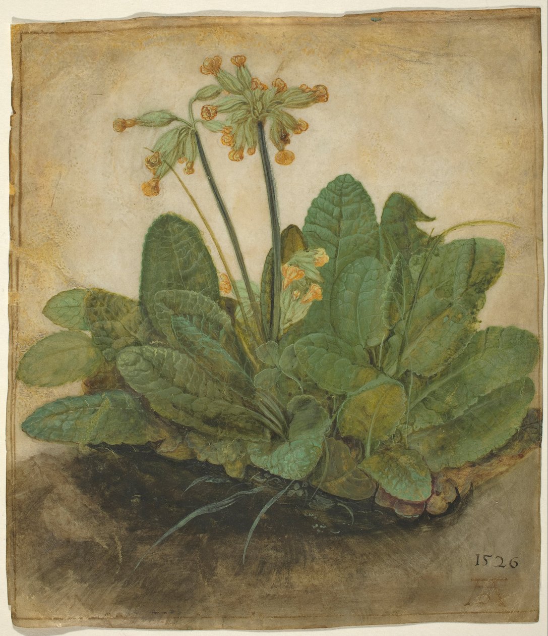 Büschel von Schlüsselblumen von Albrecht Dürer