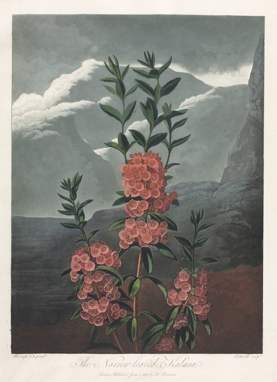 Der Tempel der Flora oder Garten der Natur: Die Schmalblättrige Kalmie von Albrecht Altdorfer