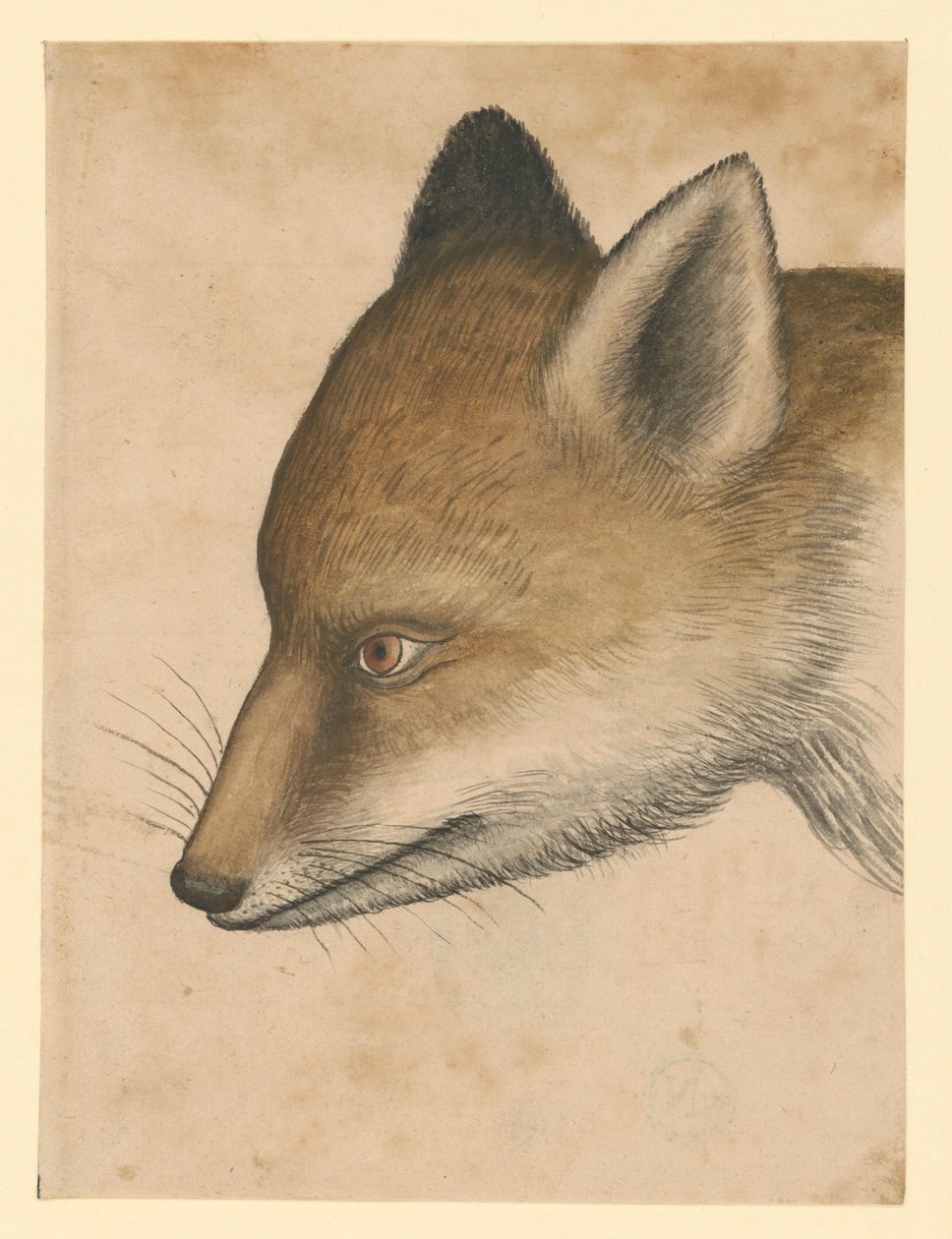 Fuchskopf, nach links von Albrecht Dürer