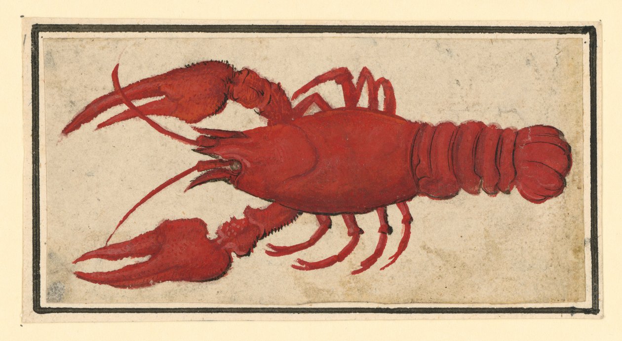 Gekochter Krebs, nach links von Albrecht Dürer