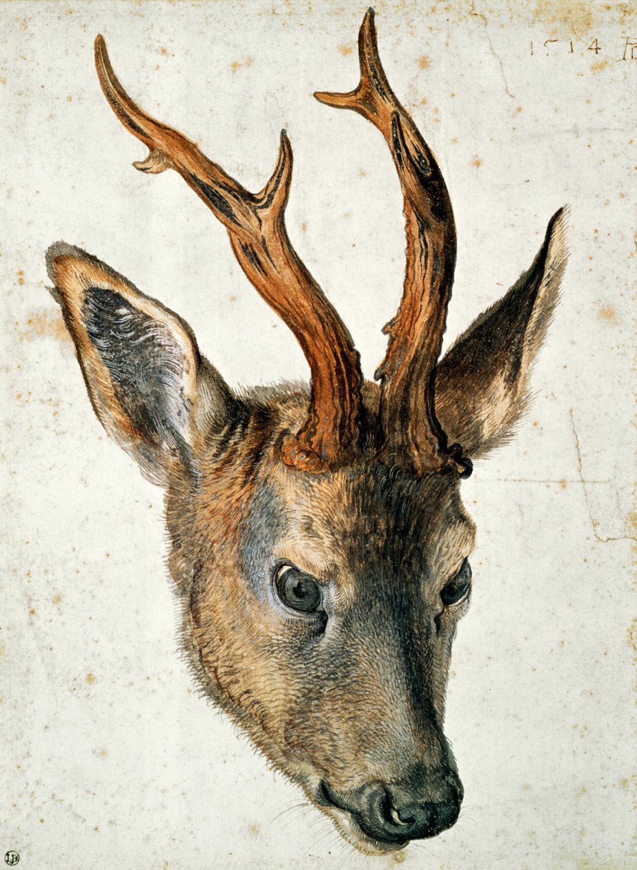 Kopf eines Rehs von Albrecht Dürer