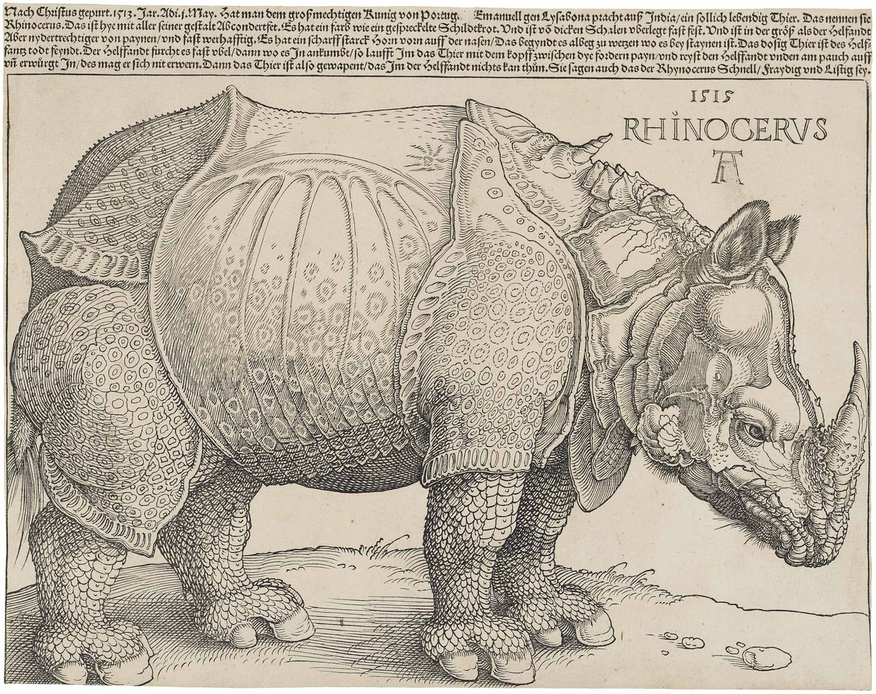 Das Nashorn von Albrecht Dürer