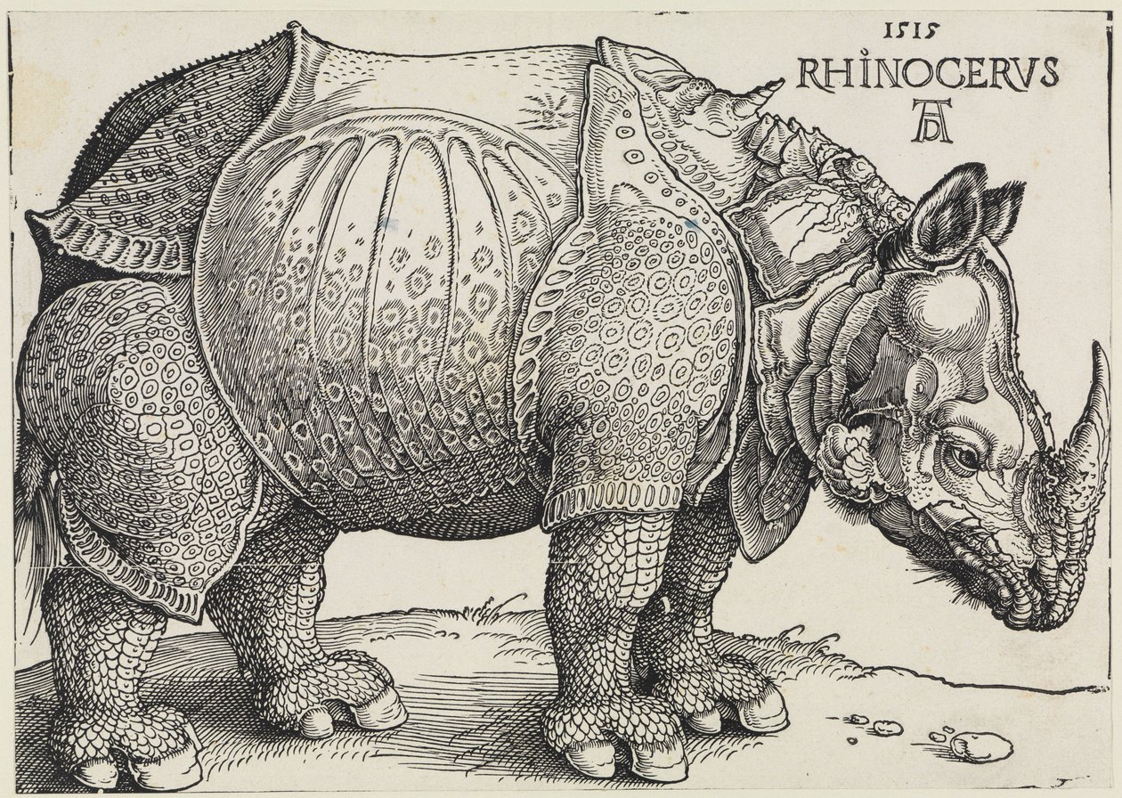 Das Rhinozeros von Albrecht Dürer