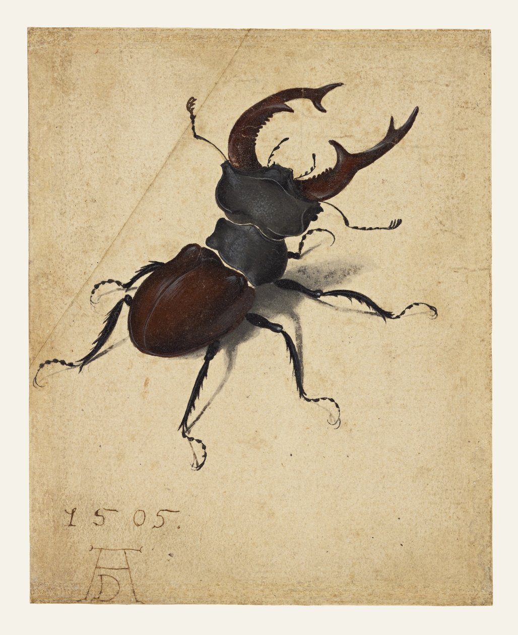 Hirschkäfer von Albrecht Dürer