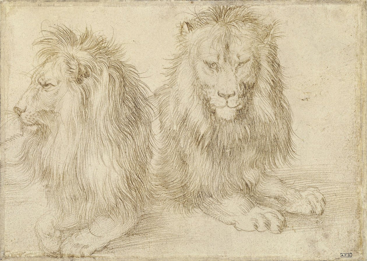 Zwei sitzende Löwen, 1521 von Albrecht Dürer