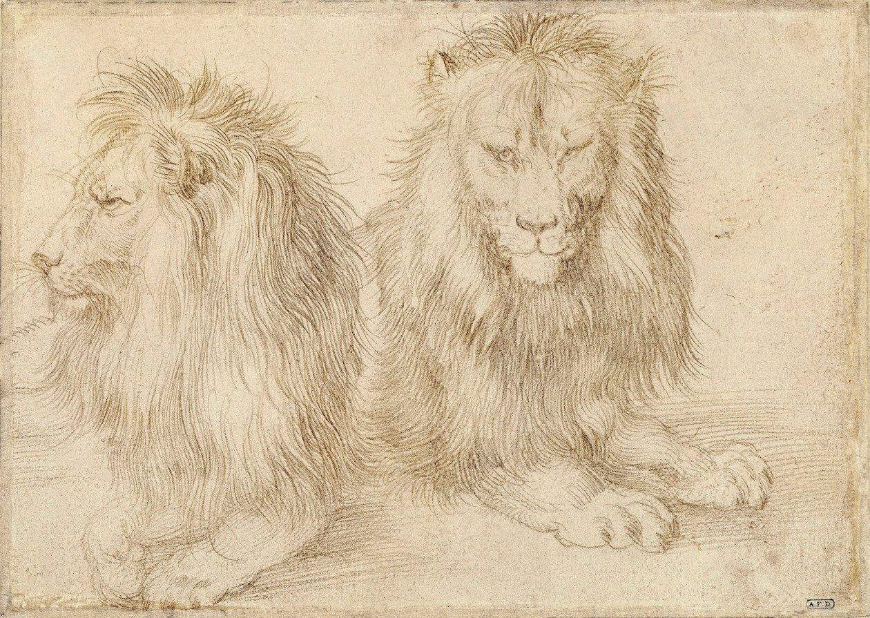 Zwei sitzende Löwen von Albrecht Dürer