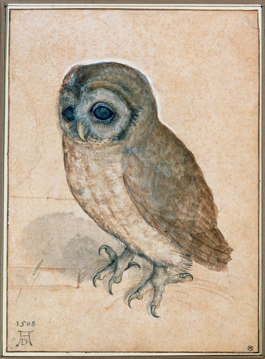 Käuzchen - Die kleine Eule von Albrecht Dürer or Duerer