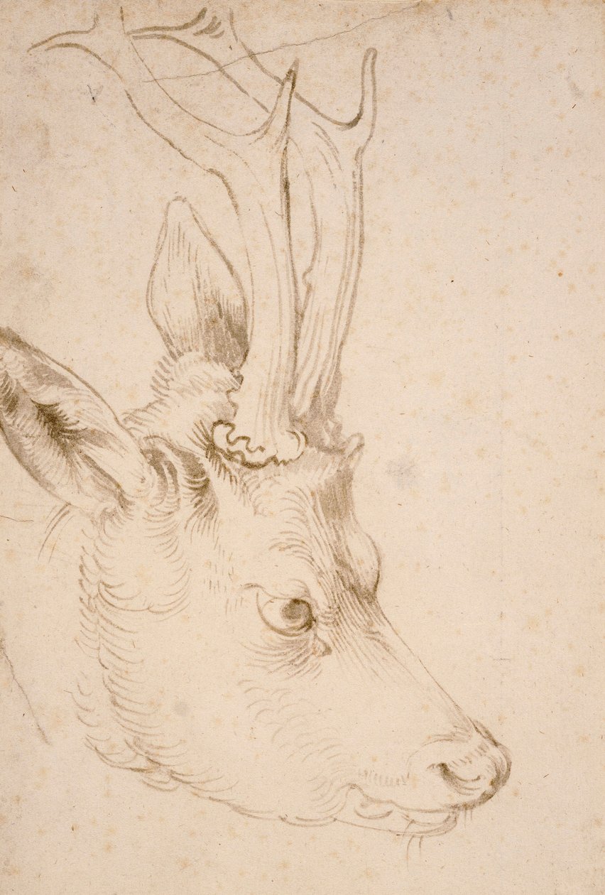 Kopf eines Rehbocks - Zeichnung von Albrecht Dürer (1471-1528), um 1503 - Kopf eines Rehbocks - Feder und Pinsel, graue und braune Tinte auf Papier von Albrecht Dürer (1471-1528), ca. 1503 - 22,8x15,3 cm - Nelson-Atkins Museum of Art, Kansas City, Missouri von Albrecht Dürer