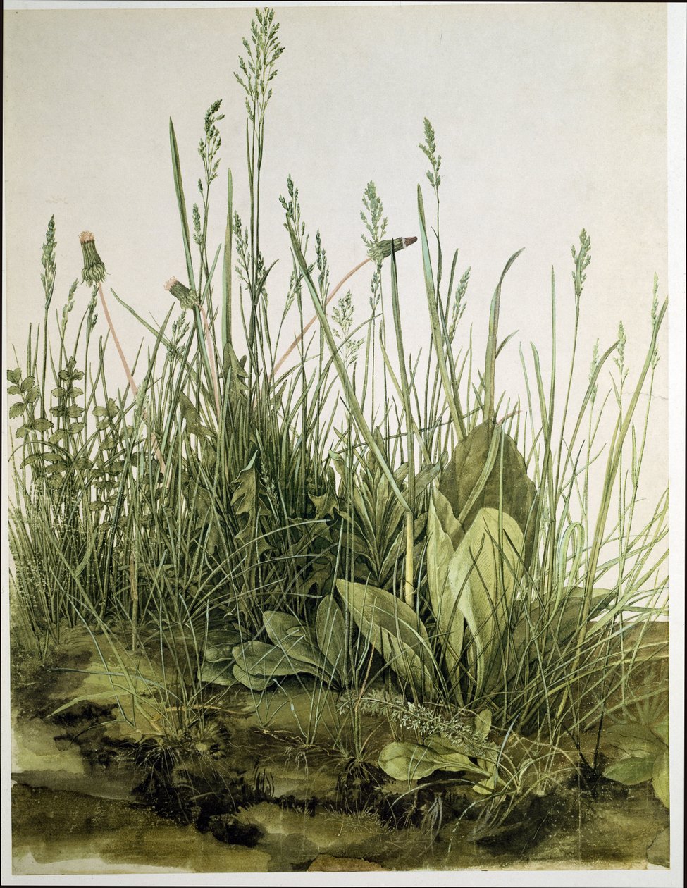 Das große Rasenstück von Albrecht Dürer or Duerer
