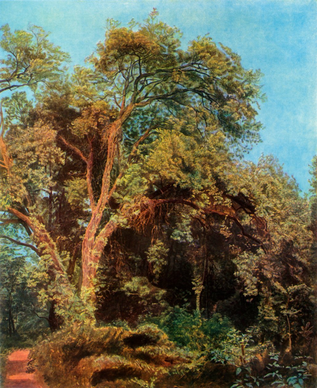 Baum im Park, Mitte des 19. Jahrhunderts, 1965 von Aleksandr Ivanov