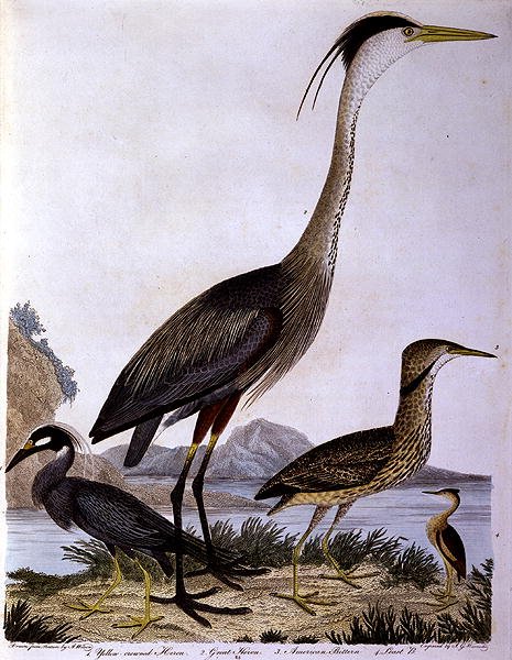 Reiher, graviert von I. G. Marnicke von Alexander (after) Wilson