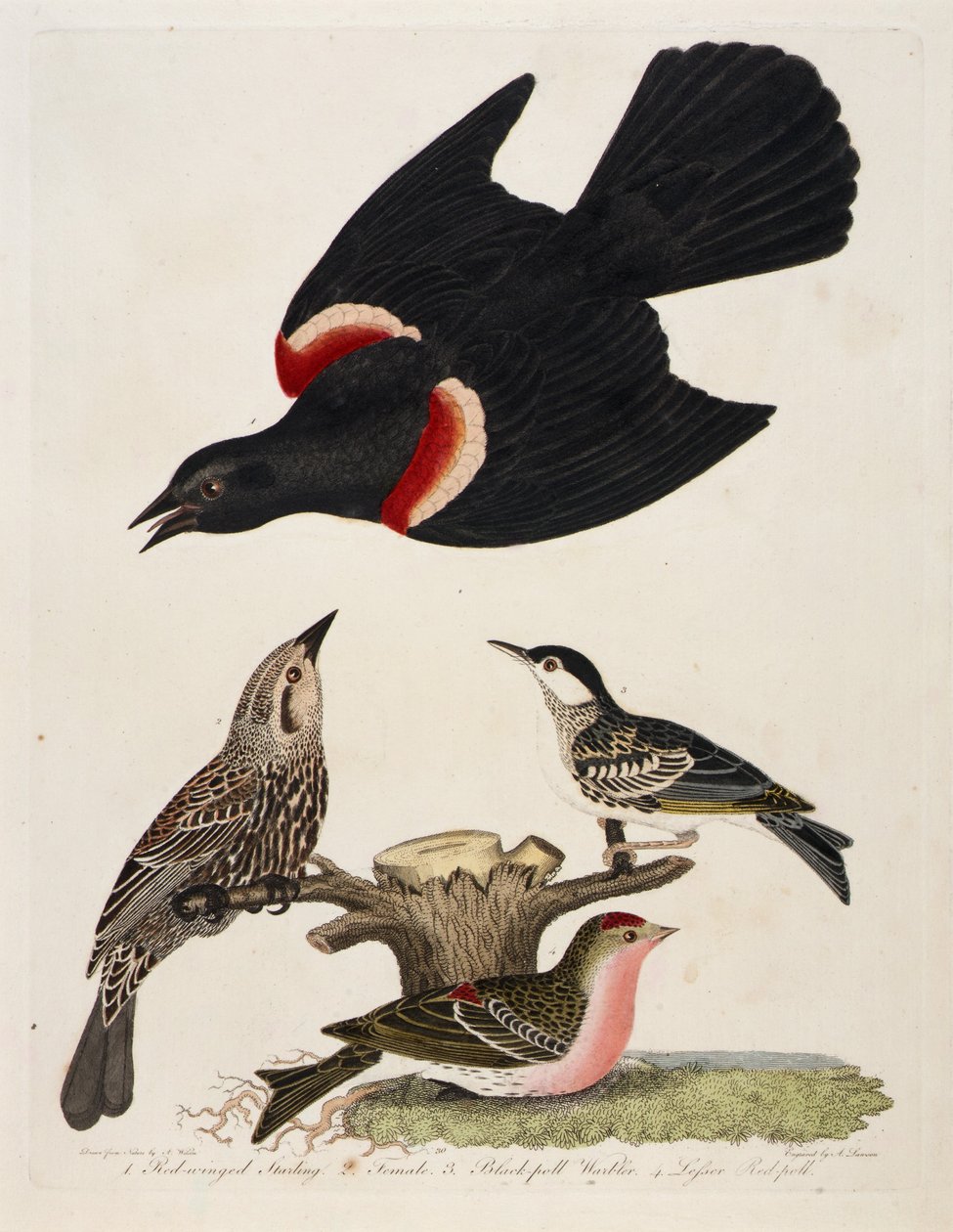 1. Rotflügelstärling. 2. Weibchen. 3. Schwarzkehl-Waldsänger. 4. Kleiner Rotkehlchen von Alexander Lawson