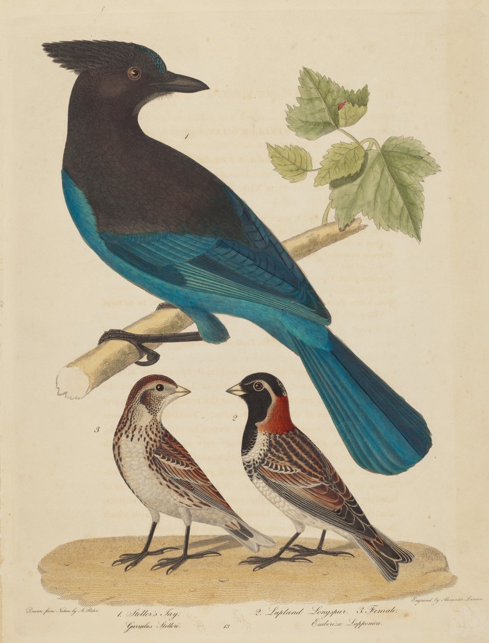 Stellars Jay, Lapplandspornammer und Weibchen von Alexander Lawson