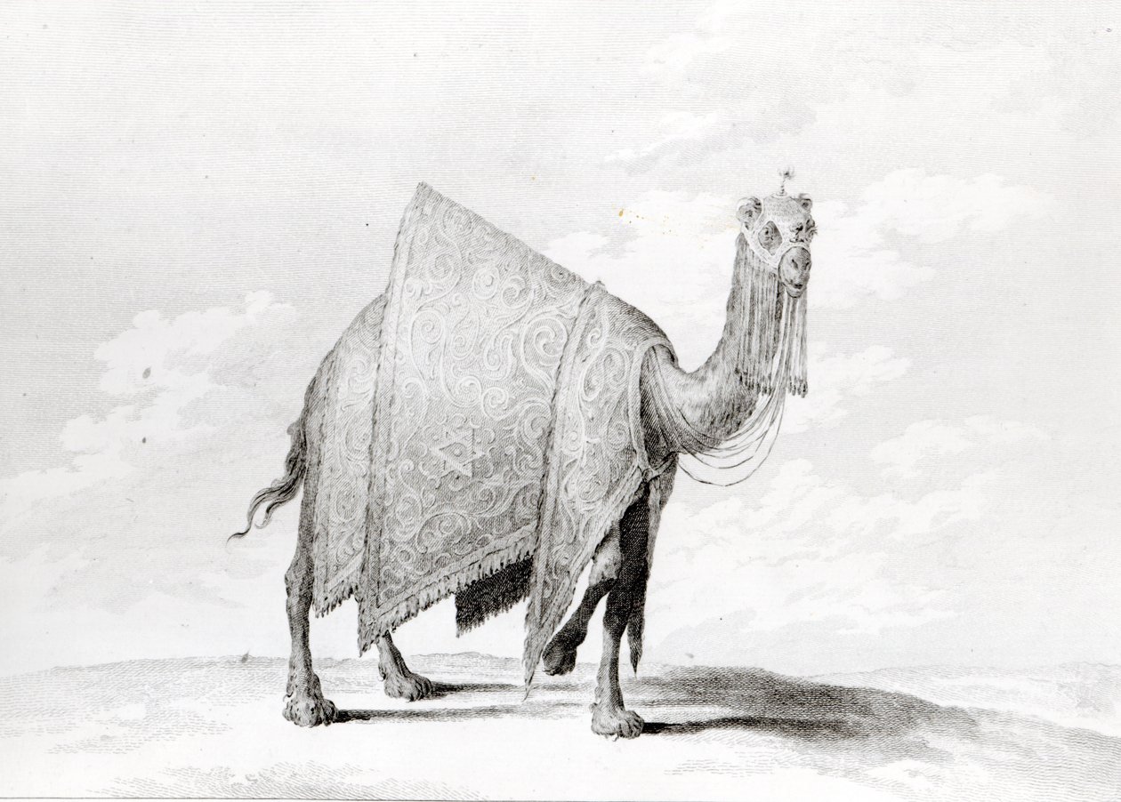 Kamel von Alexis-Alexandre Perignon